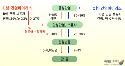 B형 간염바이러스는 급성간염 또는 영유아 수직 감염으로 만성간염, 보유자로 진행 C형 간염바이러스는 급성간염으로 진행, 급성간염, 만성간염, 간경변증, 간암 단계로 진행